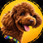 chummypoodle.com